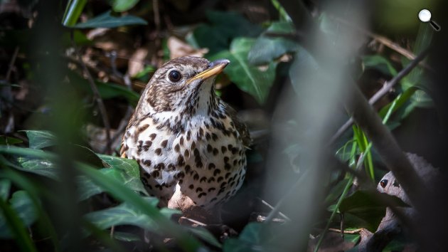 Az énekes rigó hímje és tojója megjelenésében alig különbözik (Turdus philomelos) (Fotó: Pixabay/LubosHouska)