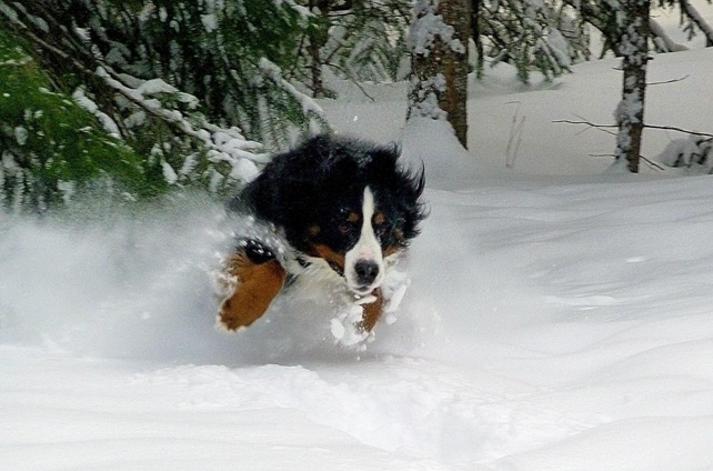 A berni pásztorkutya szereti a havat és a hideget (Fotó: Pixabay)