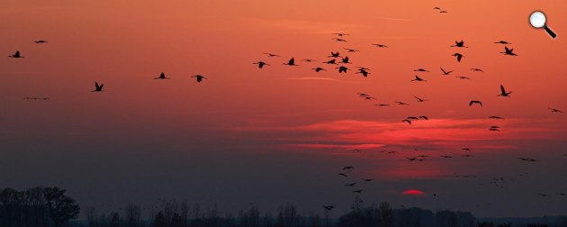 Daruvonulás a naplementében, szürke darvak (Grus grus) vonulása (Fotó: Agrárminisztérium/Szilágyi Attila)