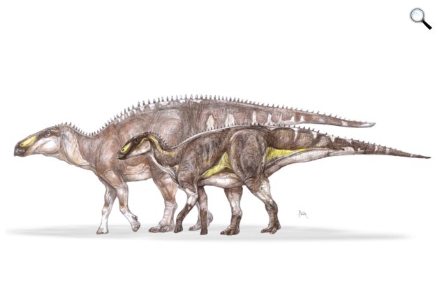 Egy új növényevő, kacsacsőrű dinoszauruszt fedeztek fel a Hátszegi-medencében magyar paleontológusok - zajlik az ásatás az új lelőhelyen (Fotó: Valiora Dinosaur Research Group (VDRG))