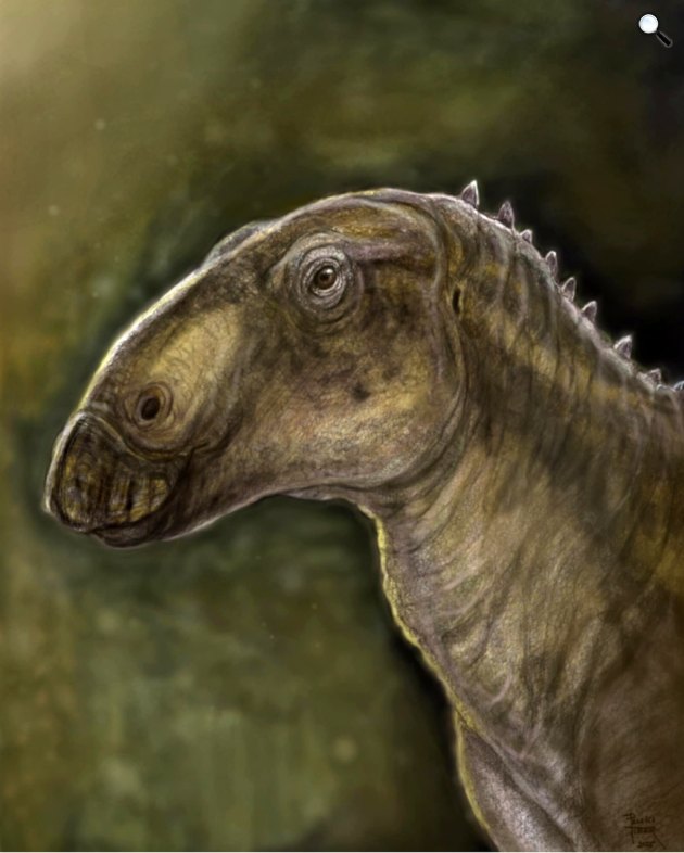 A Kryptohadros a közvetlen rokonaival egy különálló kládot képvisel, amely a Telmatosauridae nevet kapta (Forrás: Pecsics Tibor)