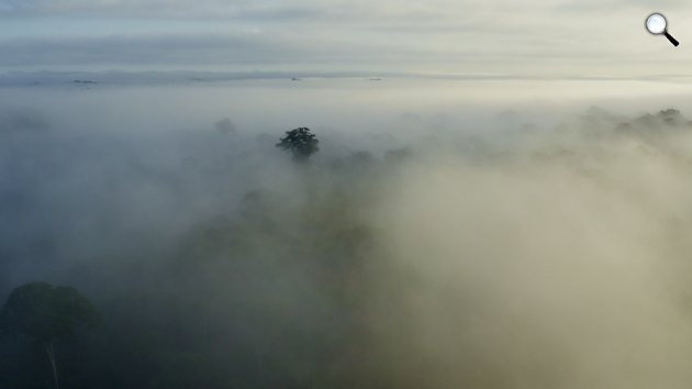 A trópusi esőerdőkben a levegő páratartalma megközelíti a 100 százalékot (Fotó: Viasat Nature)
