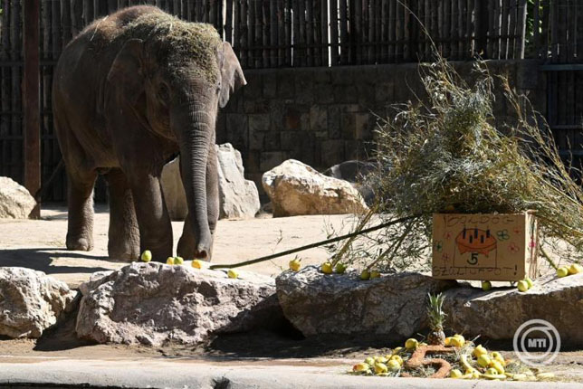 Samu, az ázsiai elefánt a születésnapi köszöntésén a Fővárosi Állat- és Növénykertben 2026. április 25-én. (Fotó: MTI/Kovács Attila)