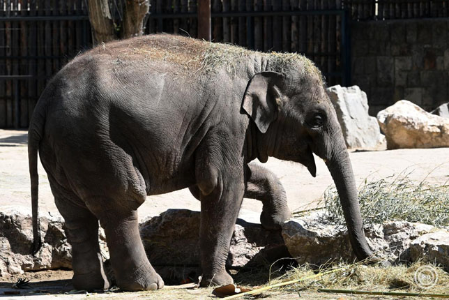 Samu, az ázsiai elefánt a születésnapi köszöntésén a Fővárosi Állat- és Növénykertben 2026. április 25-én. (Fotó: MTI/Kovács Attila)