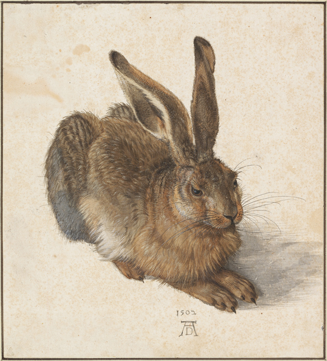 Albrecht Dürer: Mezei nyúl, 1502 (Fotó: Wikimedia/Google Art Project)