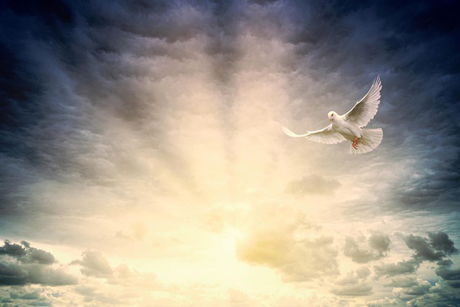 A galamb a béke jelképe - Világosság, pünkösd ünneepe(Fotó: Pixabay/jplenio)