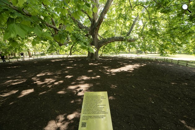 Egy 203 éves platán lett a Tudomány Fája, Margitsziget (Fotó: mta.hu / Szigeti Tamás)