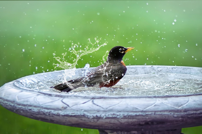 Madár fürdik a nyári melegben (Fotó: Pixabay/JillWellington)