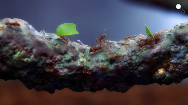 A hangyák a termesztett gomba által kibocsátott kémiai jelzésekre reagálnak (Fotó: Viasat Nature)