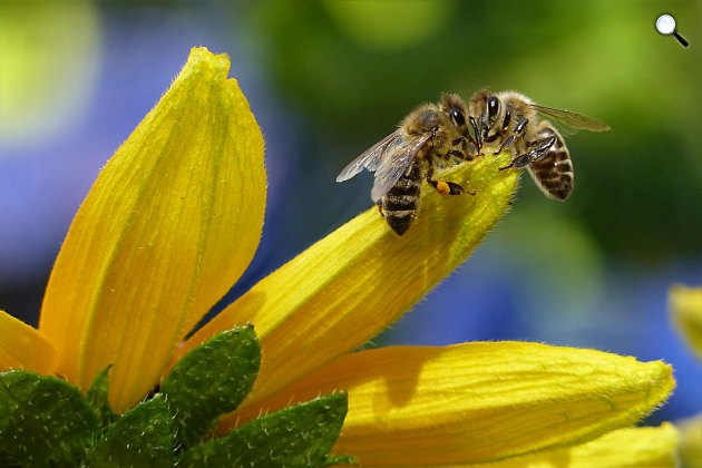 A méhek még a lábukkal is üzennek, beszélgetnek (Fotó: Viasat Nature)