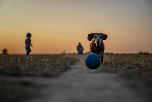 Gyreekek játszanak a szabadban a kutyájukkal (Fotó: Pixabay/Matthias_koll_leverkusen)