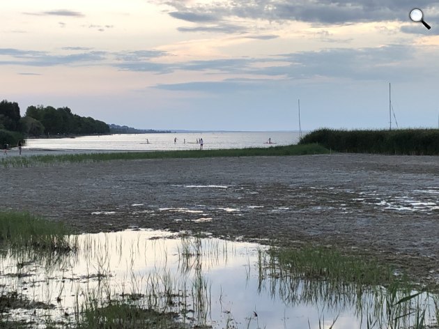 Balatonboglár, Sziget-strand, 2026 júliusában: kiszáradt parti zóna és erőteljes nádterjedés (Fotó: ELTE)