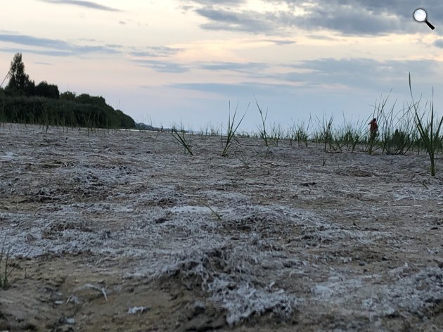 A Balaton drasztikus vízszintcsökkenése miatt kiszáradt hínárnövényzet a déli part mentén, 2026 júliusában (Fotó: ELTE)