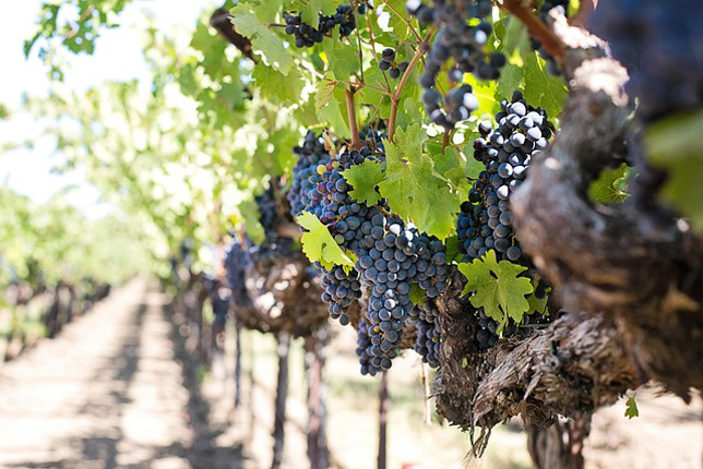 A vörös szőlő antioxidánsban gazdag (Fotó: Pixabay/jillwellington)