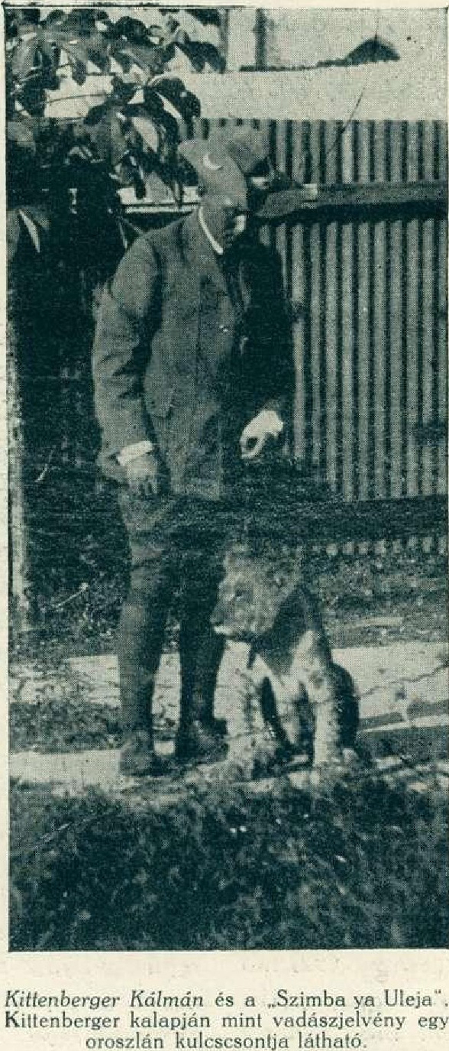 Kittenberger Kálmán (1881-1958) Afrika-kutató, vadász, író egy oroszlánnal, 1920 (Fotó: Wikimedia/A természet, 1920)