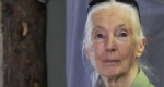 Jane Goodall etológus, antropológus, főemlőskutató a Fővárosi Állatkertben, Budapest (MTI Fotó: Kovács Attila)